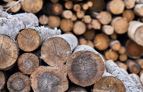 piles of logs ready for recycling