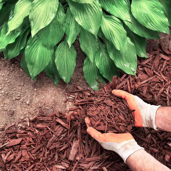 a persons hands placing a layer of mulch around a plant as a protective barrier