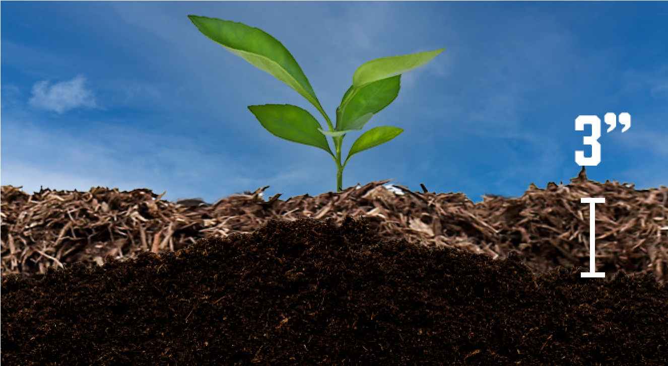 diagram showing the proper mulch depth in a garden bed